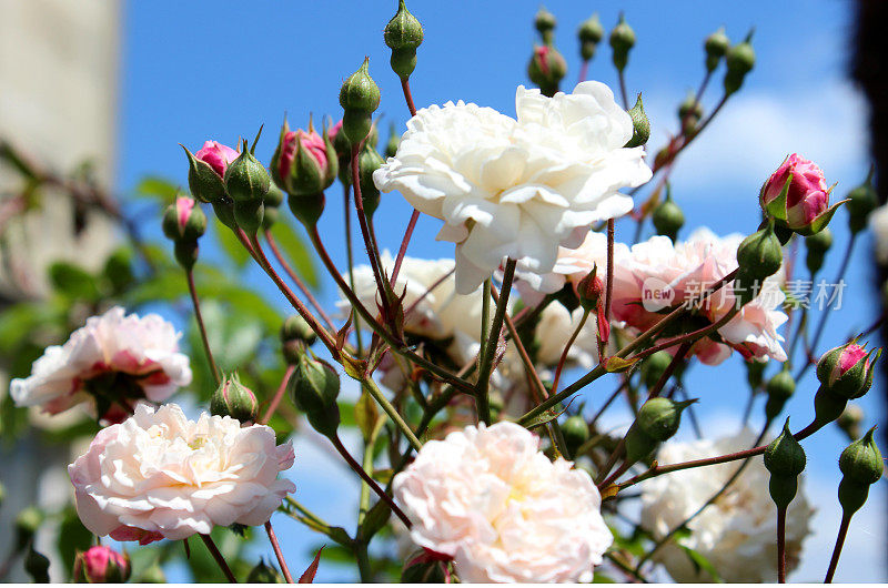 攀爬者，蓝色天空下的淡粉色小玫瑰的形象