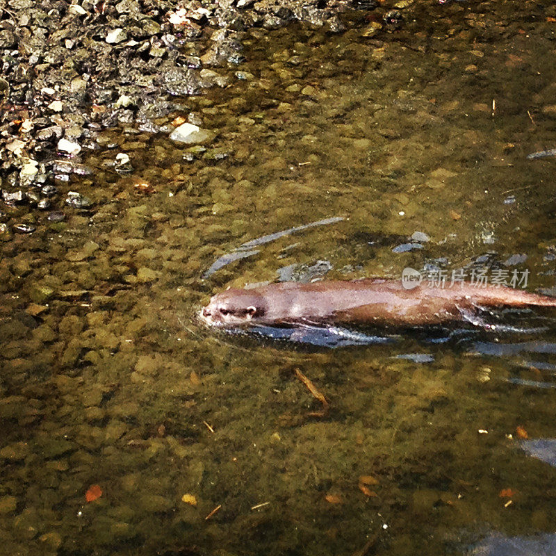 水獭