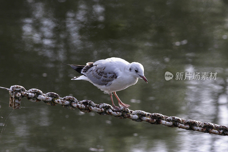 平衡黑头海鸥的滑稽动作