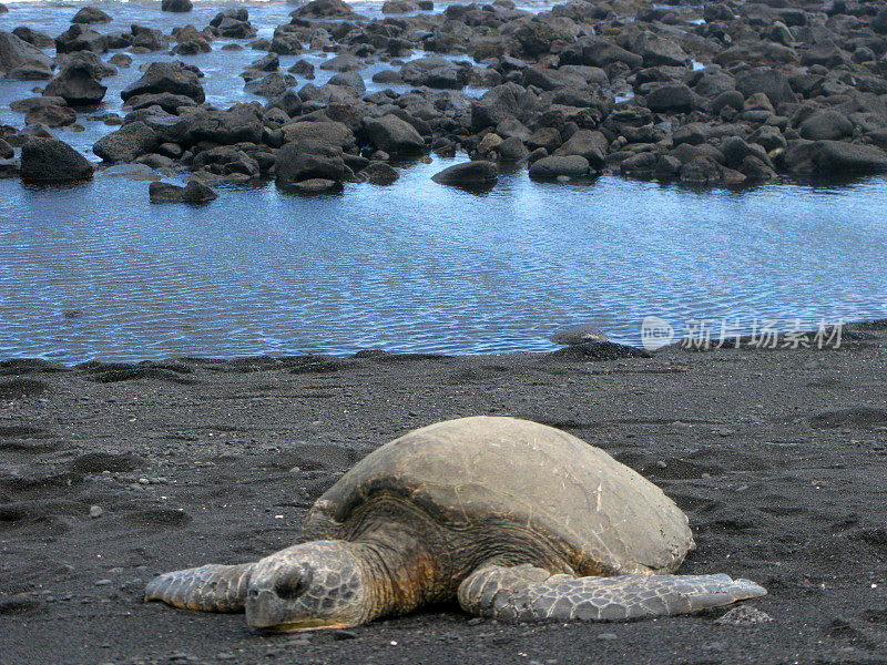 夏威夷黑沙火山海滩上休息的巨龟