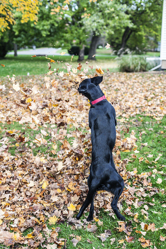 拉布拉多猎犬混种犬为秋叶跳跃