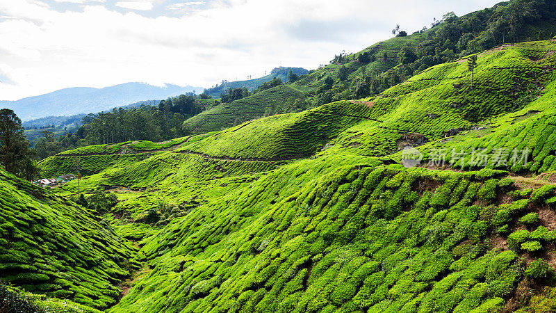 Boh山谷的茶园山