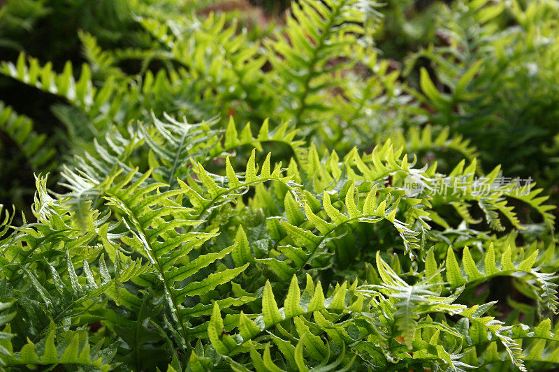 蕨类植物