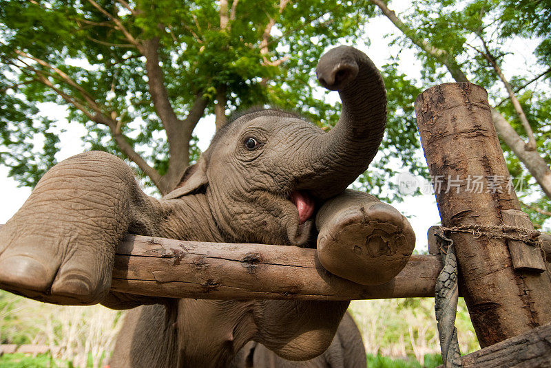 欢快的泰国小象正在养育象鼻