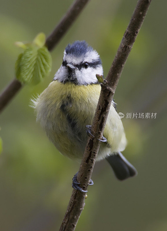 蓝山雀(青翠鸟)