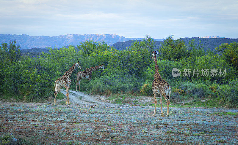 长颈鹿，西开普，南非。