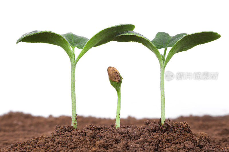 家庭的爱和关怀:植物在白色的背景隔离污垢