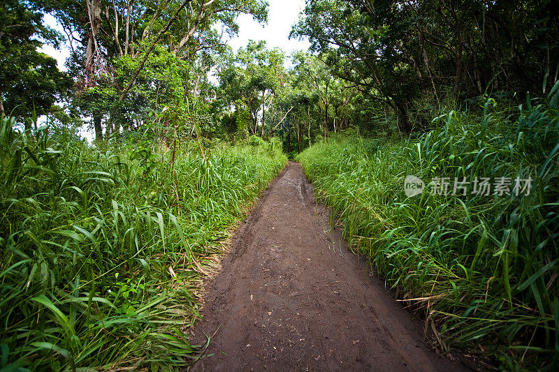 丛林通路