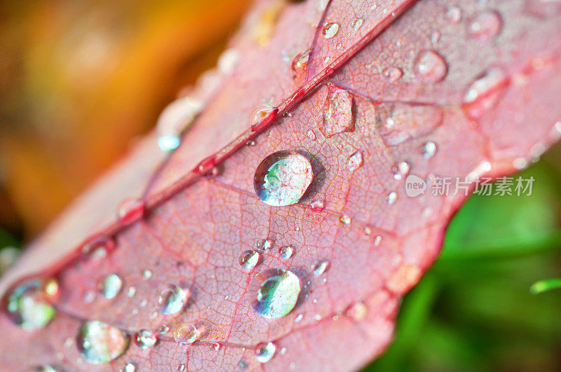 雨滴落在红色的叶子上，落在绿色和黄色的叶子上