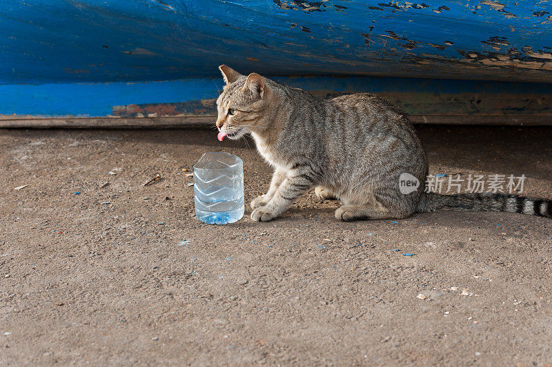 码头上的猫