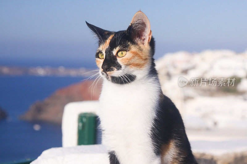 希腊圣托里尼岛的流浪猫