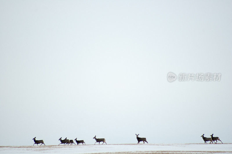 1月雪地上的骡鹿