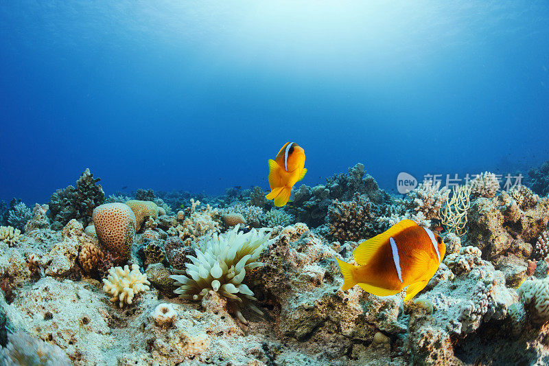 海葵小丑鱼水下海洋生物水肺潜水员的观点