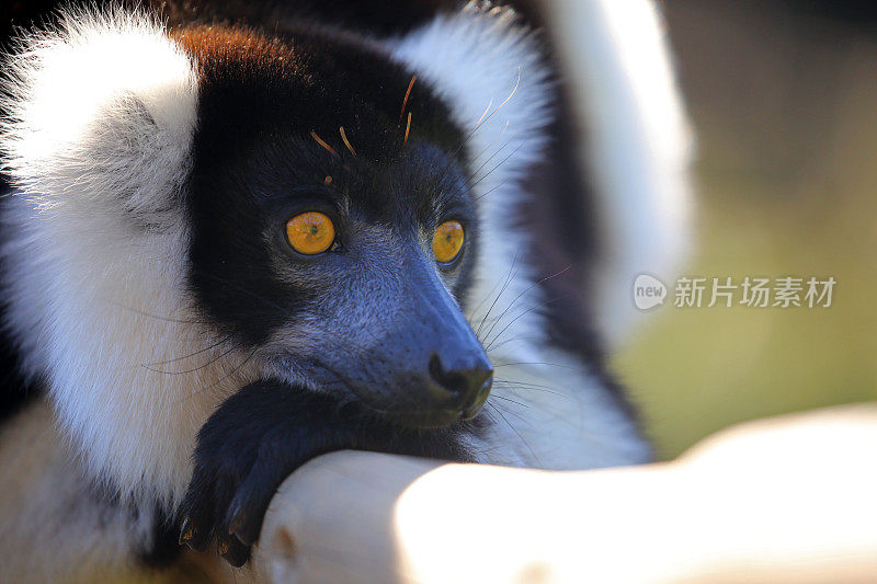 马达加斯加:黑白卷毛狐猴