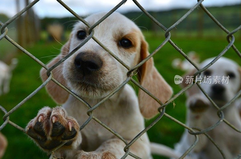 狗窝里的猎狗