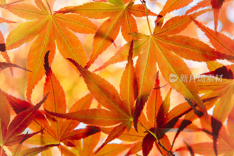 日本红枫叶