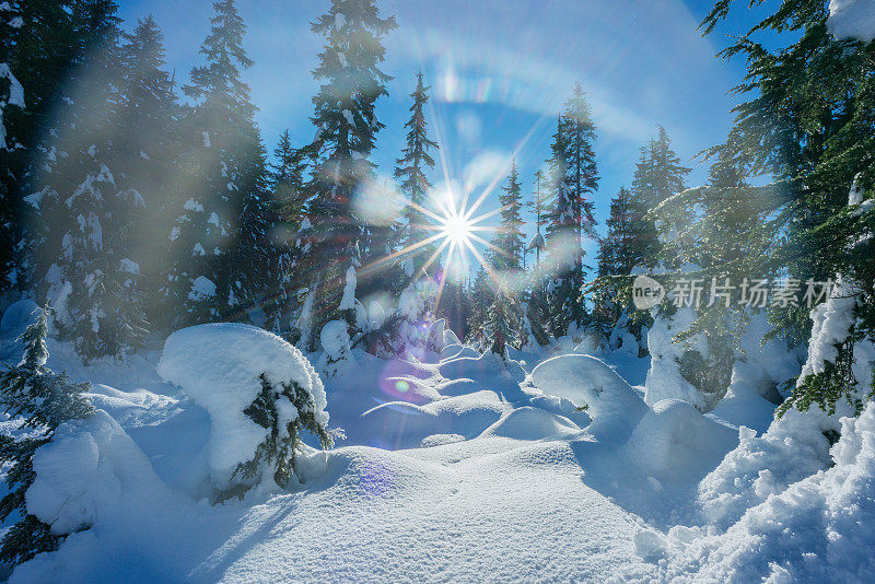 在覆盖着新雪的冬季森林上，太阳的星光爆发