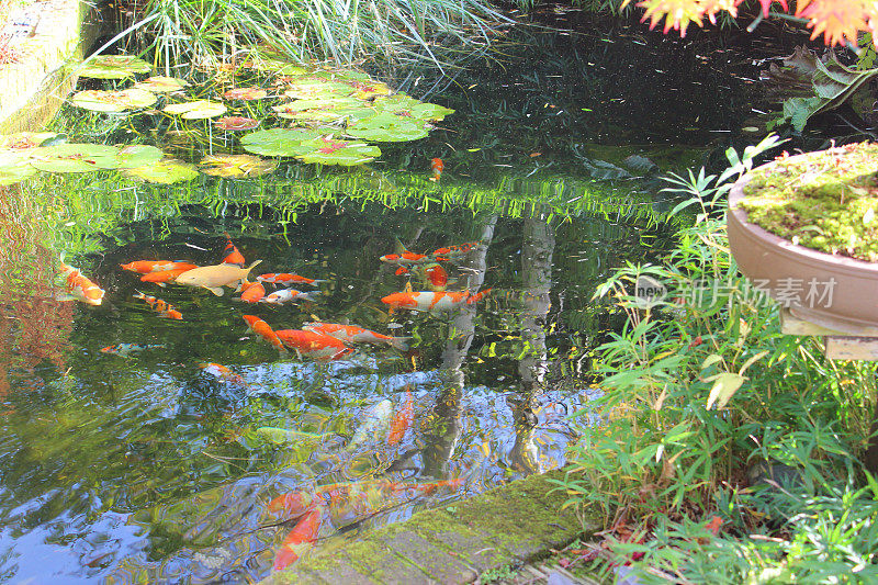 锦鲤池，日式花园，红白琥珀