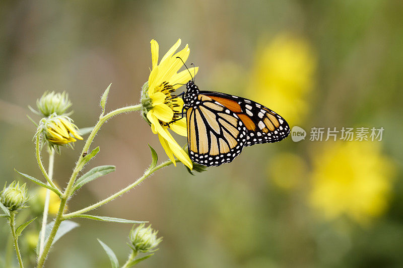 帝王蝶在黄色迷你向日葵上花蜜