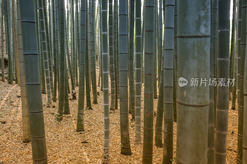 日本京都佐野岚山竹沟森林