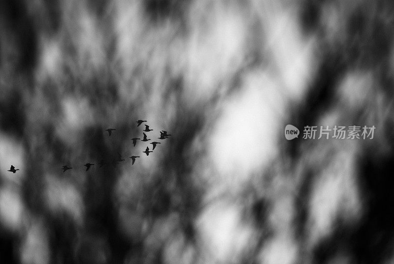 鸟类编队飞行的黑白图像