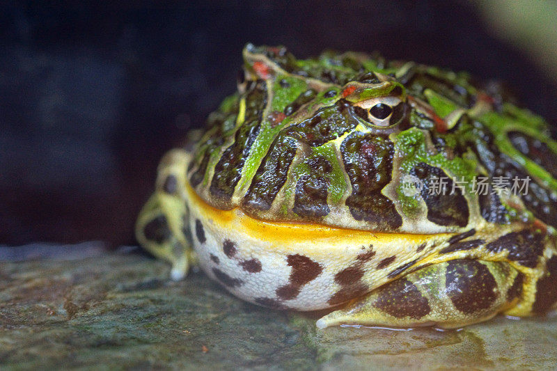 华丽的角蛙