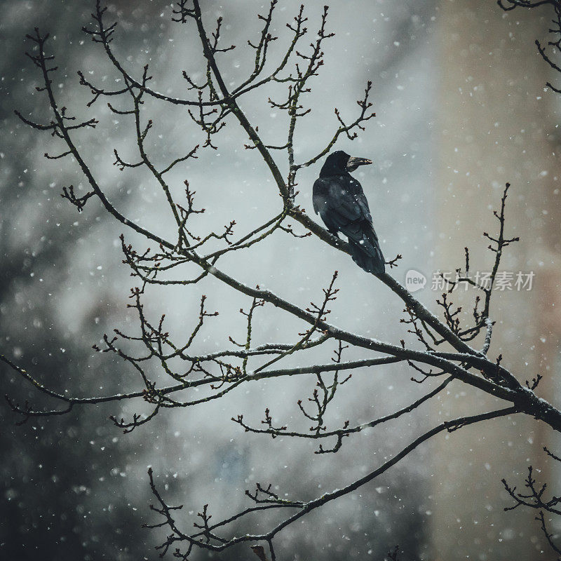 黑乌鸦在多雪的冬天坐在树枝上