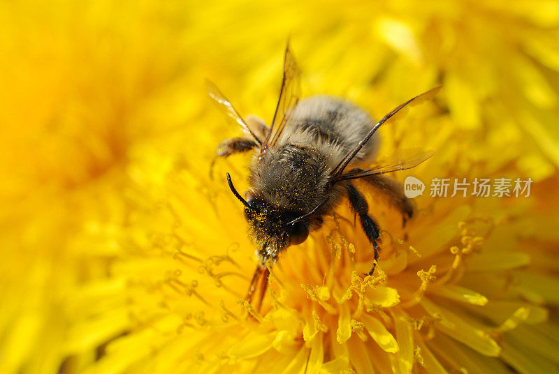 蒲公英上的蜜蜂