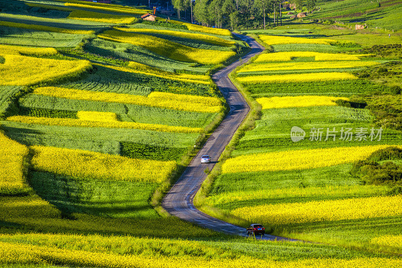 这条乡间小路穿过油菜田