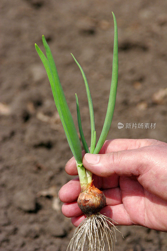 种植洋葱