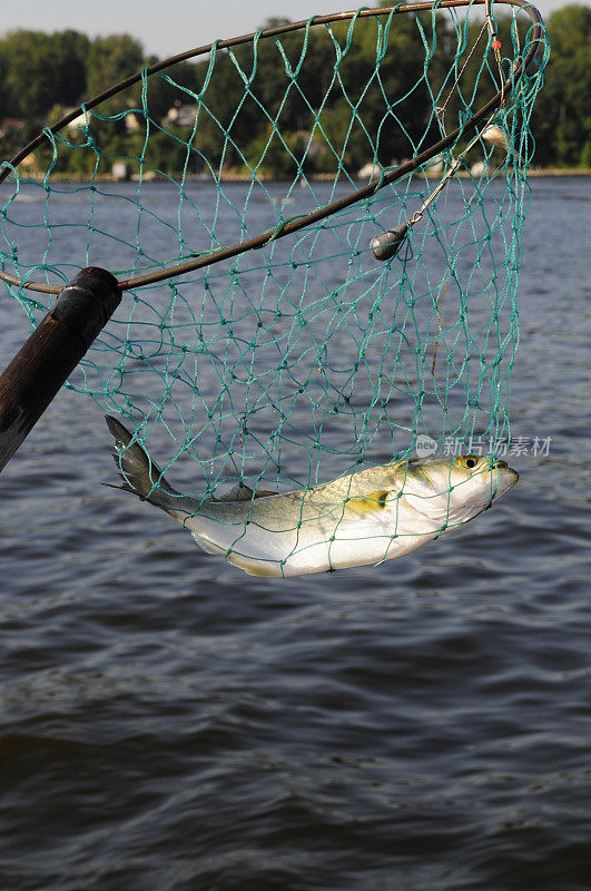 渔网，钓到一条鱼