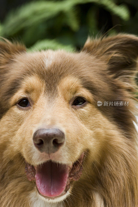 边境牧羊犬