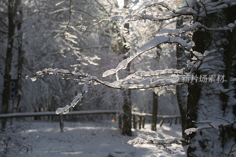 冬天的树枝被雪覆盖