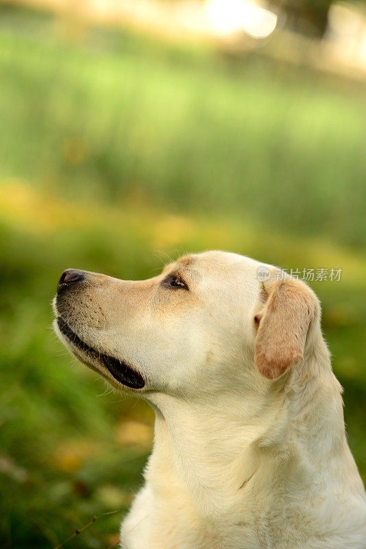 拉布拉多寻回犬