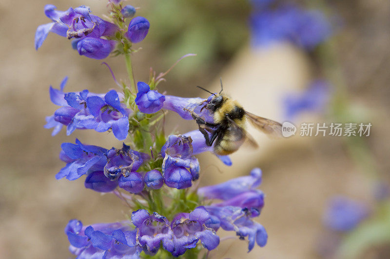 大黄蜂和蓝铃花