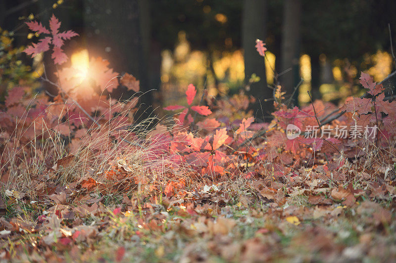 秋日落在地上的落叶上