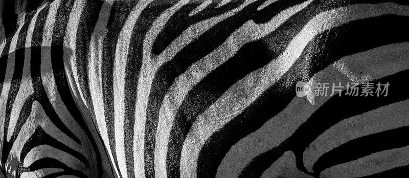 斑马隐藏特写在黑色和白色