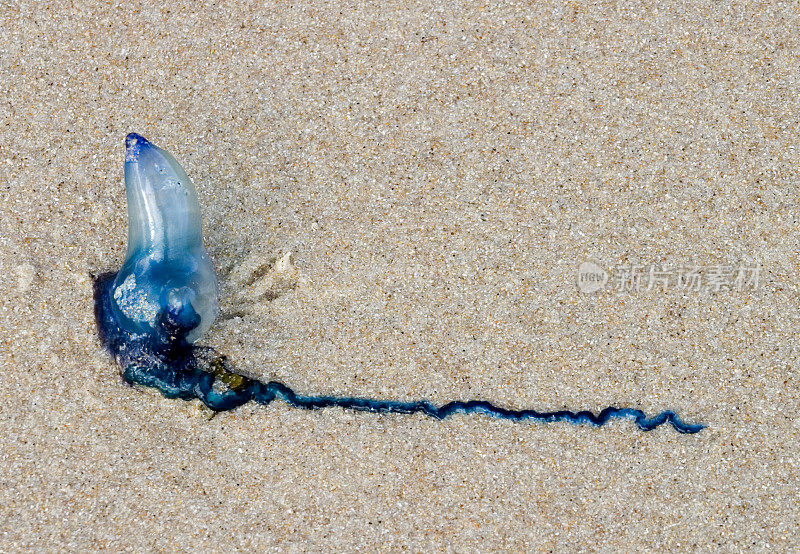 搁浅蓝水母