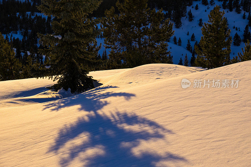 雪上的树和影