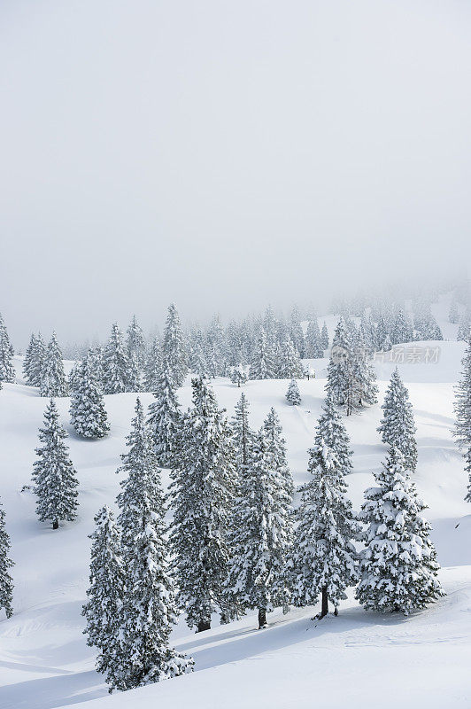 冬季背景与松树覆盖的雪