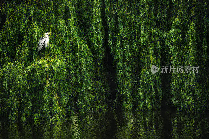 垂柳与水鸟