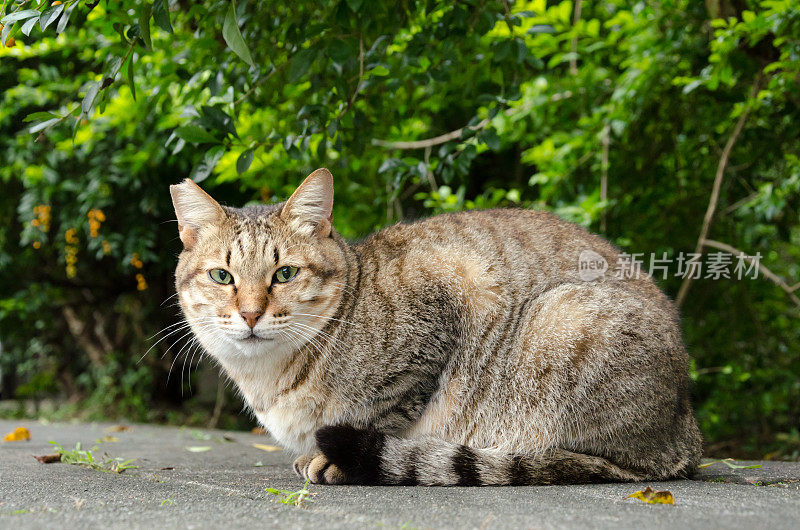 虎斑猫不爱做家务的