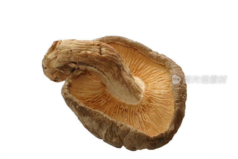 干蘑菇