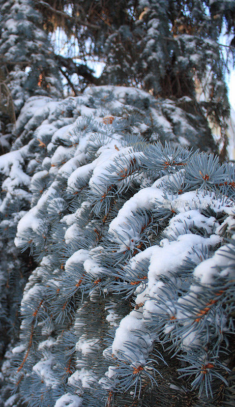 常青的松树从雪下探出头来