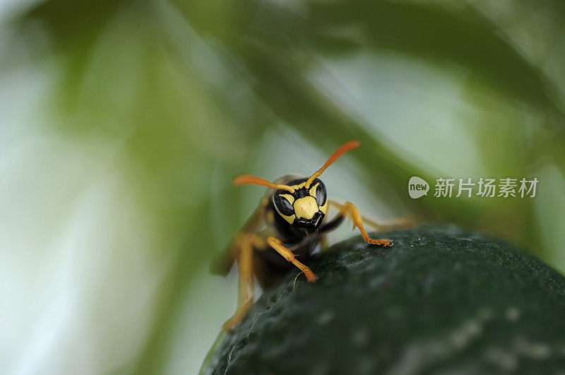 黄蜂盯着我