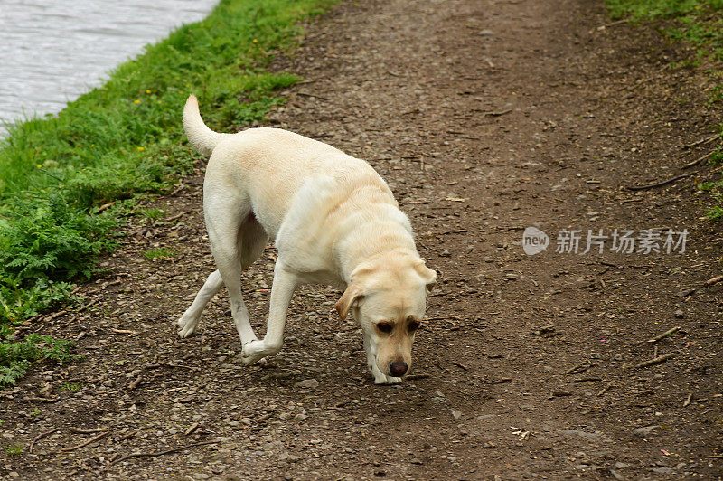 拉布拉多寻回犬