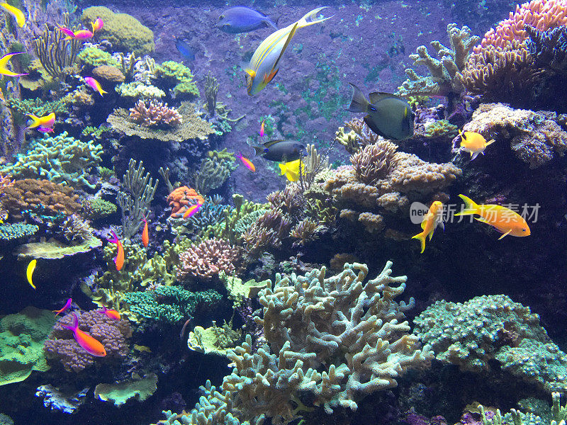 观赏鱼及珊瑚