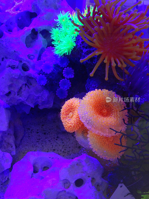 塑料霓虹珊瑚和海葵在咸水鱼缸的图像