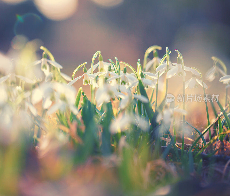 雪花莲(雪花)