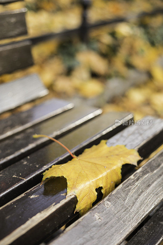 秋天的枯叶在公园的木凳上